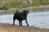 LABRADOR 253